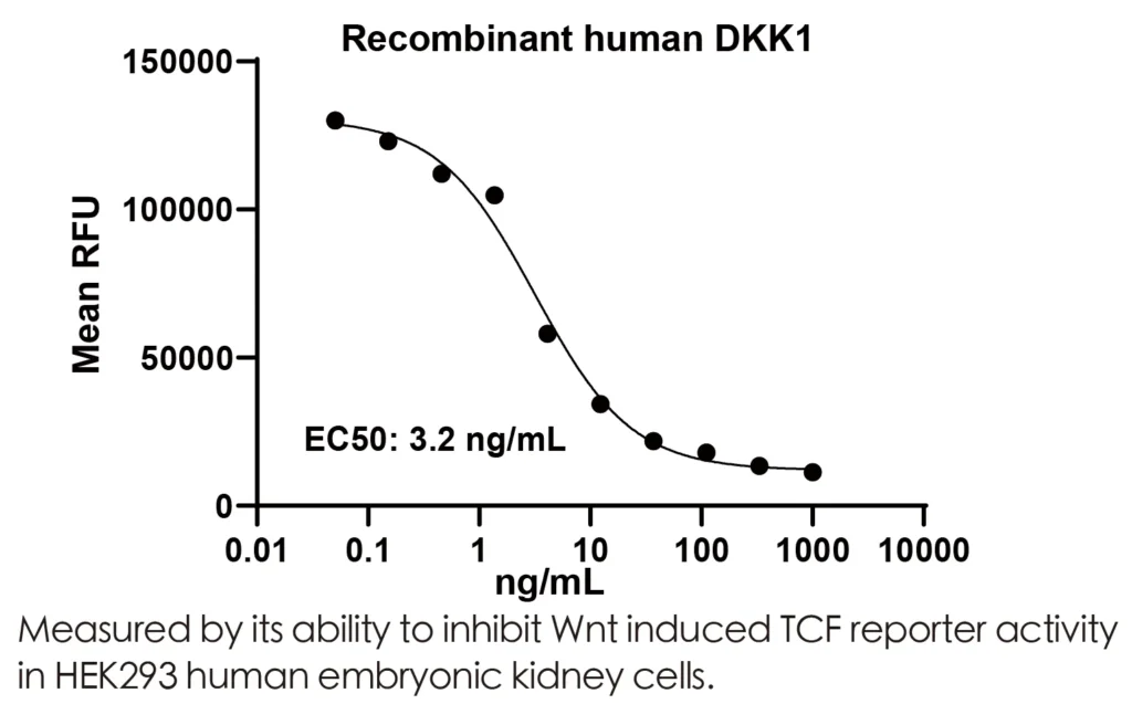 Human DKK1 Recombinant Protein (HEK293 Expression) — Tag Free - Image 2