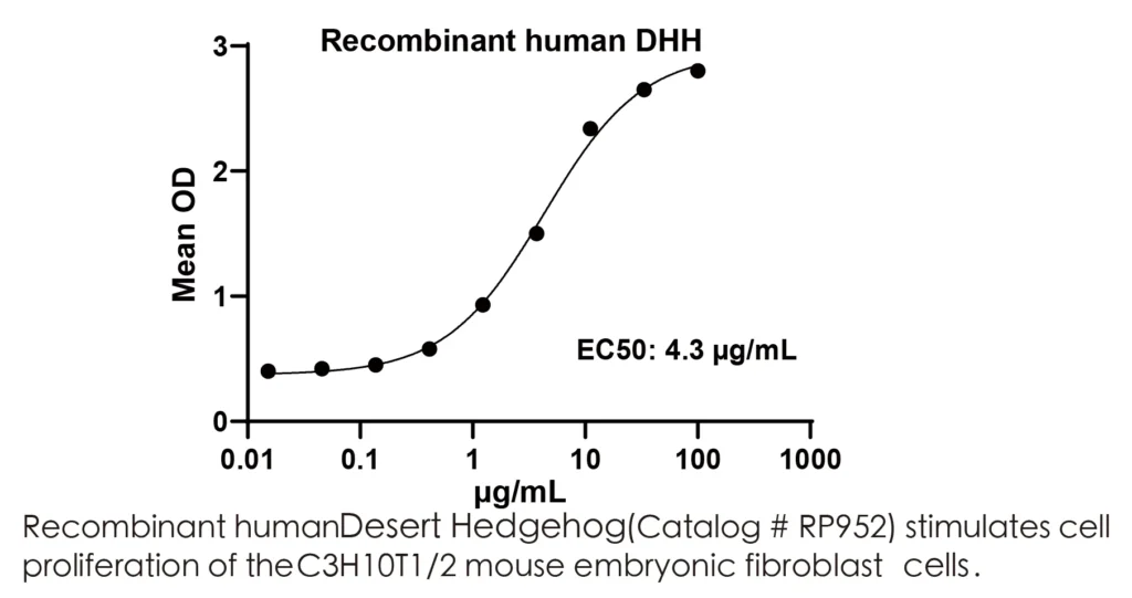 Human DHH Recombinant Protein (HEK293 Expression) — Tag Free - Image 2