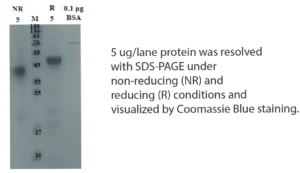 Mouse LRP2 Recombinant Protein (HEK293 Expression) — Tag Free